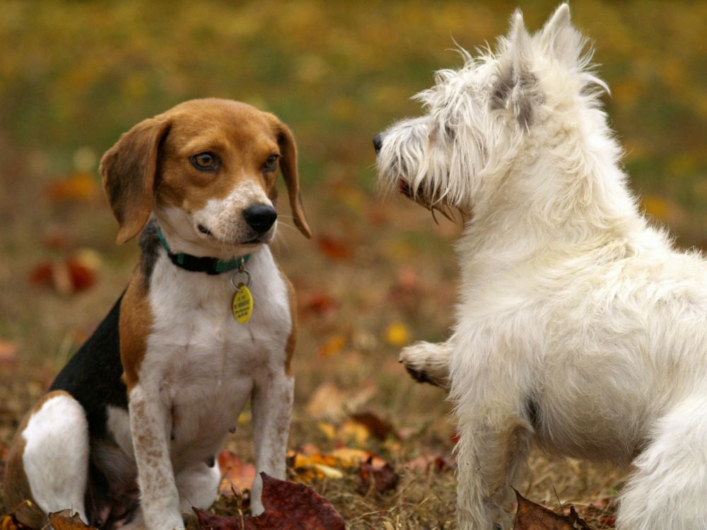 Hunddagis i Sollentuna: En perfekt lösning för din fyrbenta vän