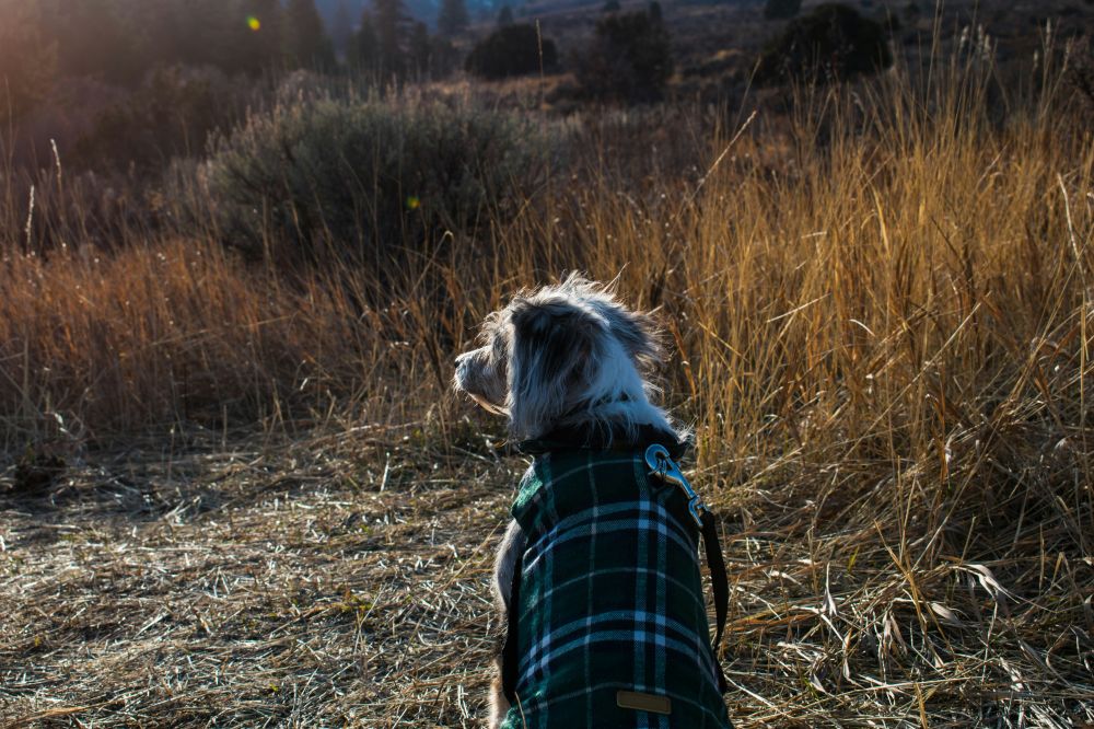 Dækkener til hunde: sådan holder du din hund tør og varm året rundt